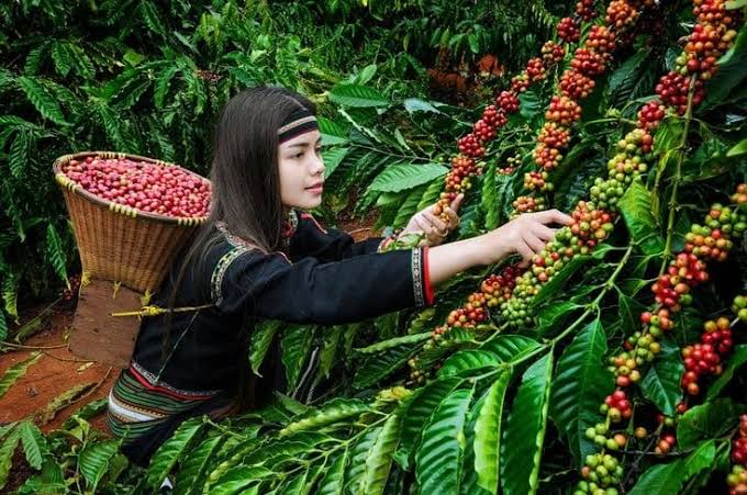 Vườn Robusta Tây Nguyên