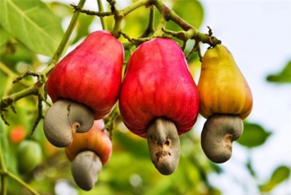 Quả điều được thu hoạch từ vườn