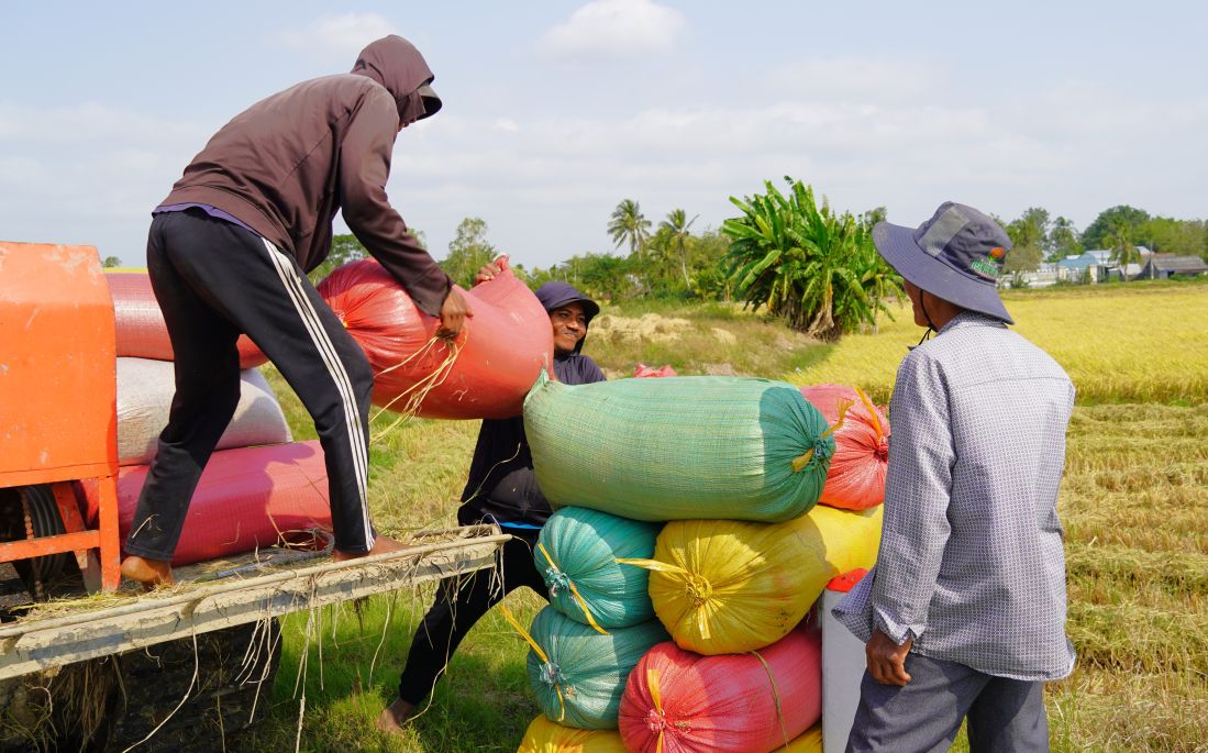 Harvesting and inspecting incoming rice