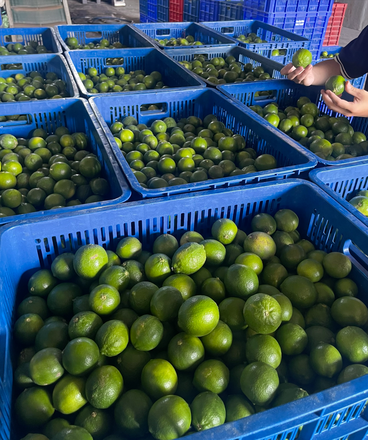Kiểm tra chất lượng ban đầu