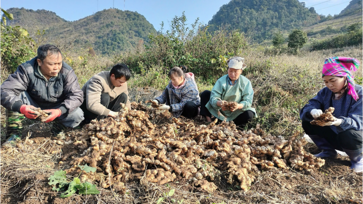 Tìm nguồn cung ứng và thu hoạch