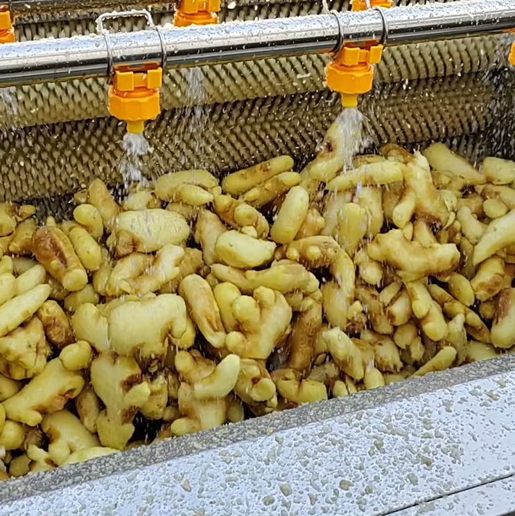 Rửa và làm sạch
