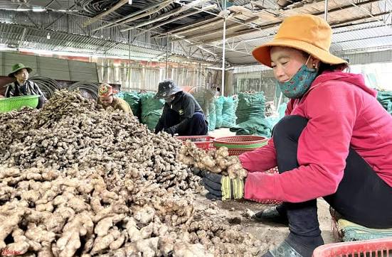 Phân loại và xếp hạng