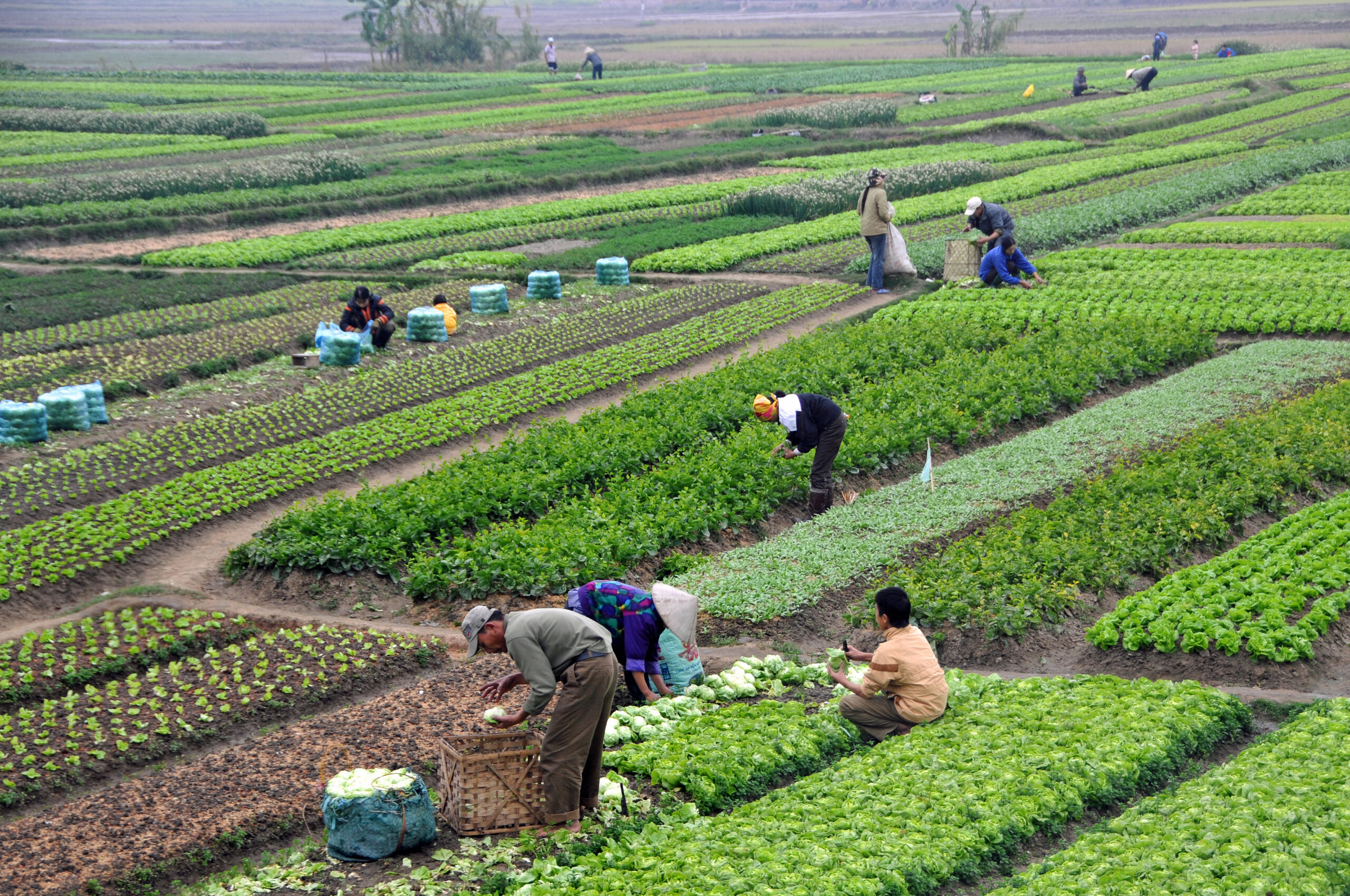 Thu hoạch nông sản