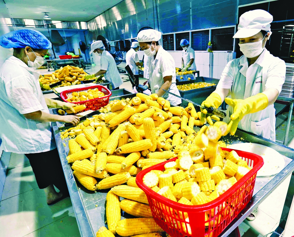 Kiểm Tra Chất Lượng Đầu Vào