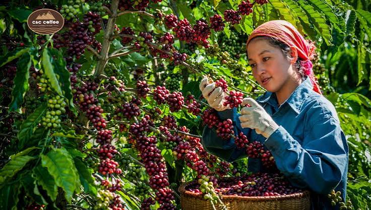 Thu Hoạch Cà Phê Cherry
