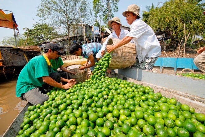Thu hoạch Lựa chọn