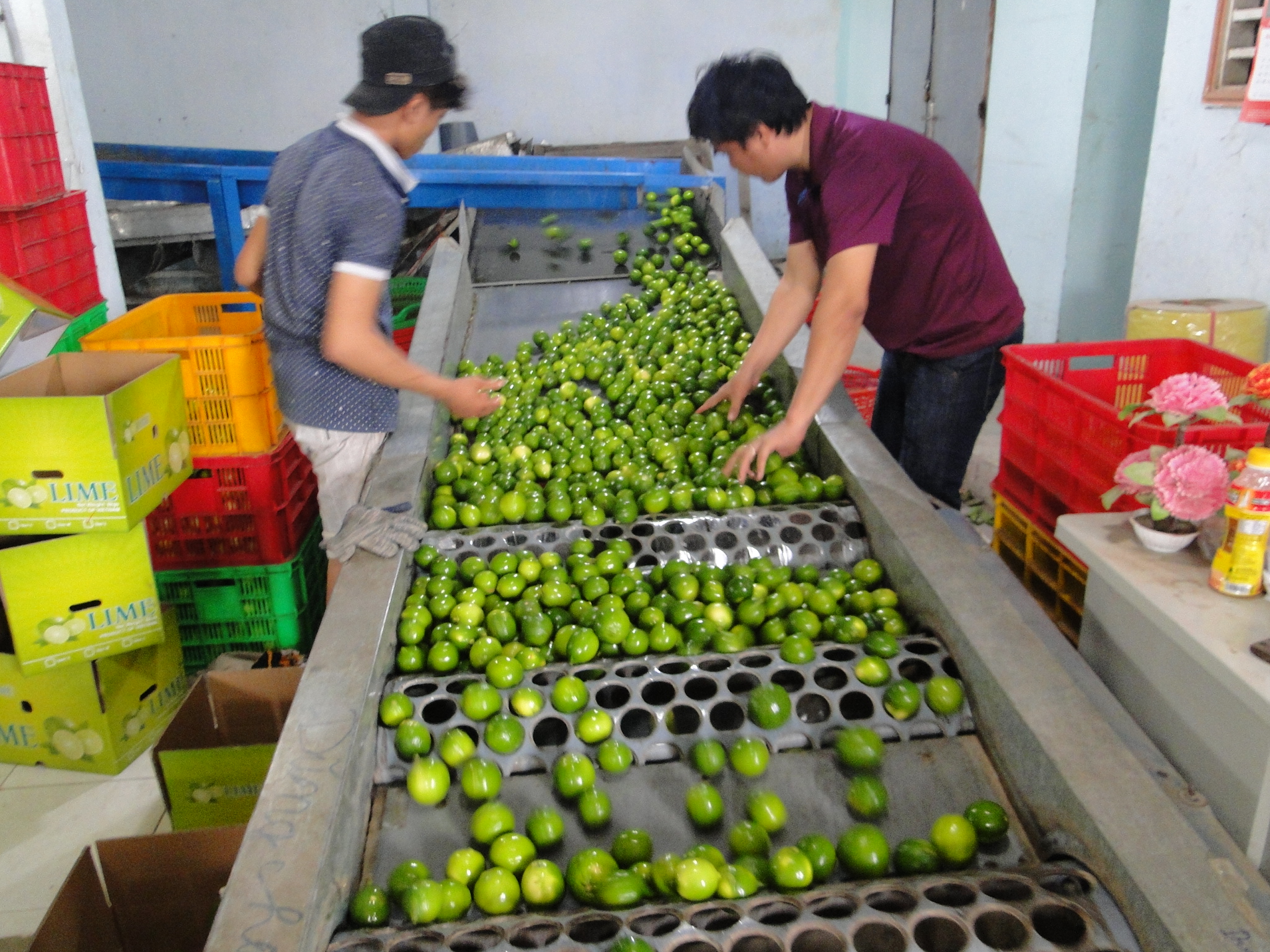 Rửa, Phân loại và Xếp hạng