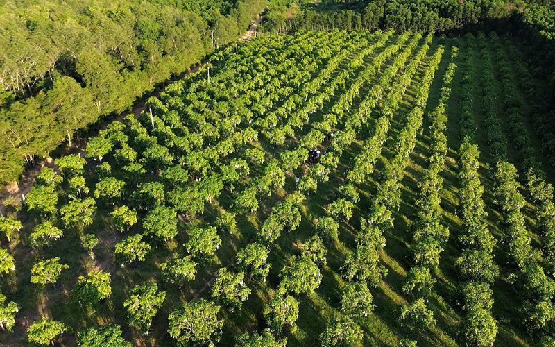 high-quality spices -growing region