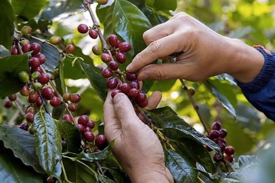 Step 1: Raw Material Sourcing