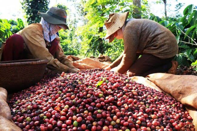 Raw Material Sourcing