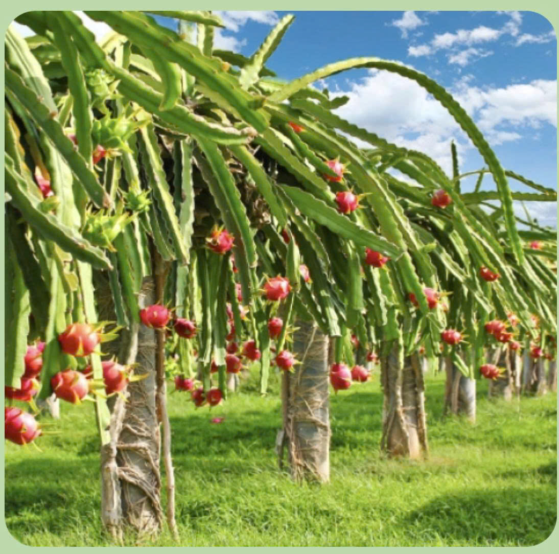 Agricultural produce is harvested fresh