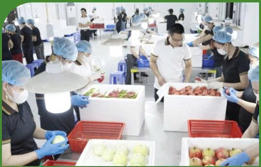 Export Packaging