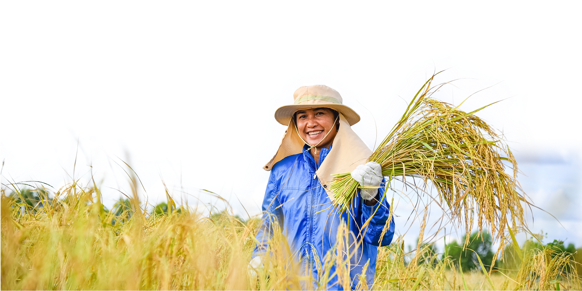 Cultivation and Harvesting