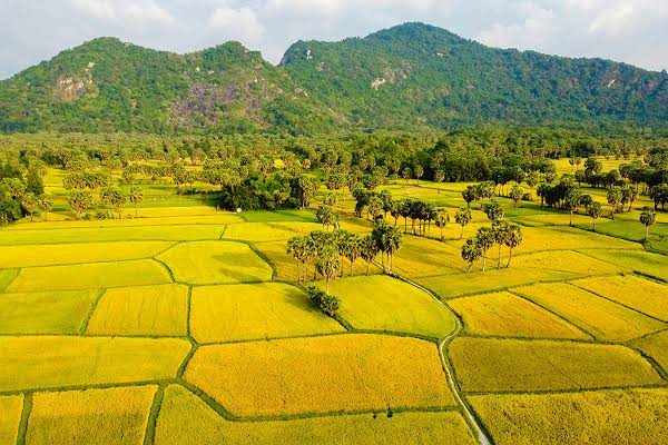 Rice Variety and Raw Material Selection
