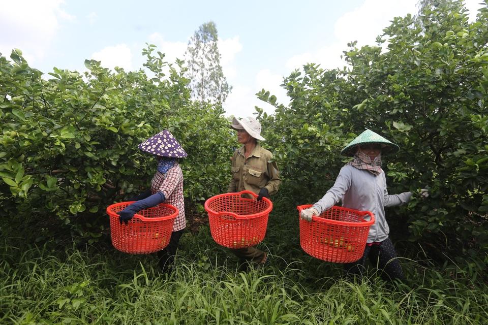 Farm Selection and Harvesting