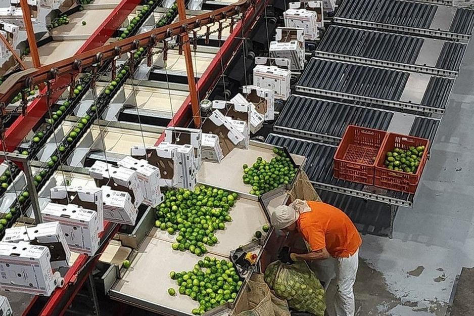 Size Grading and Export Packing