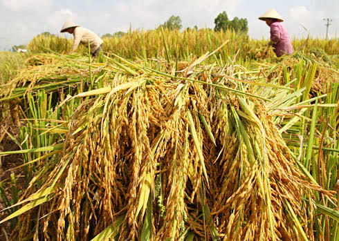 Raw Material Sourcing