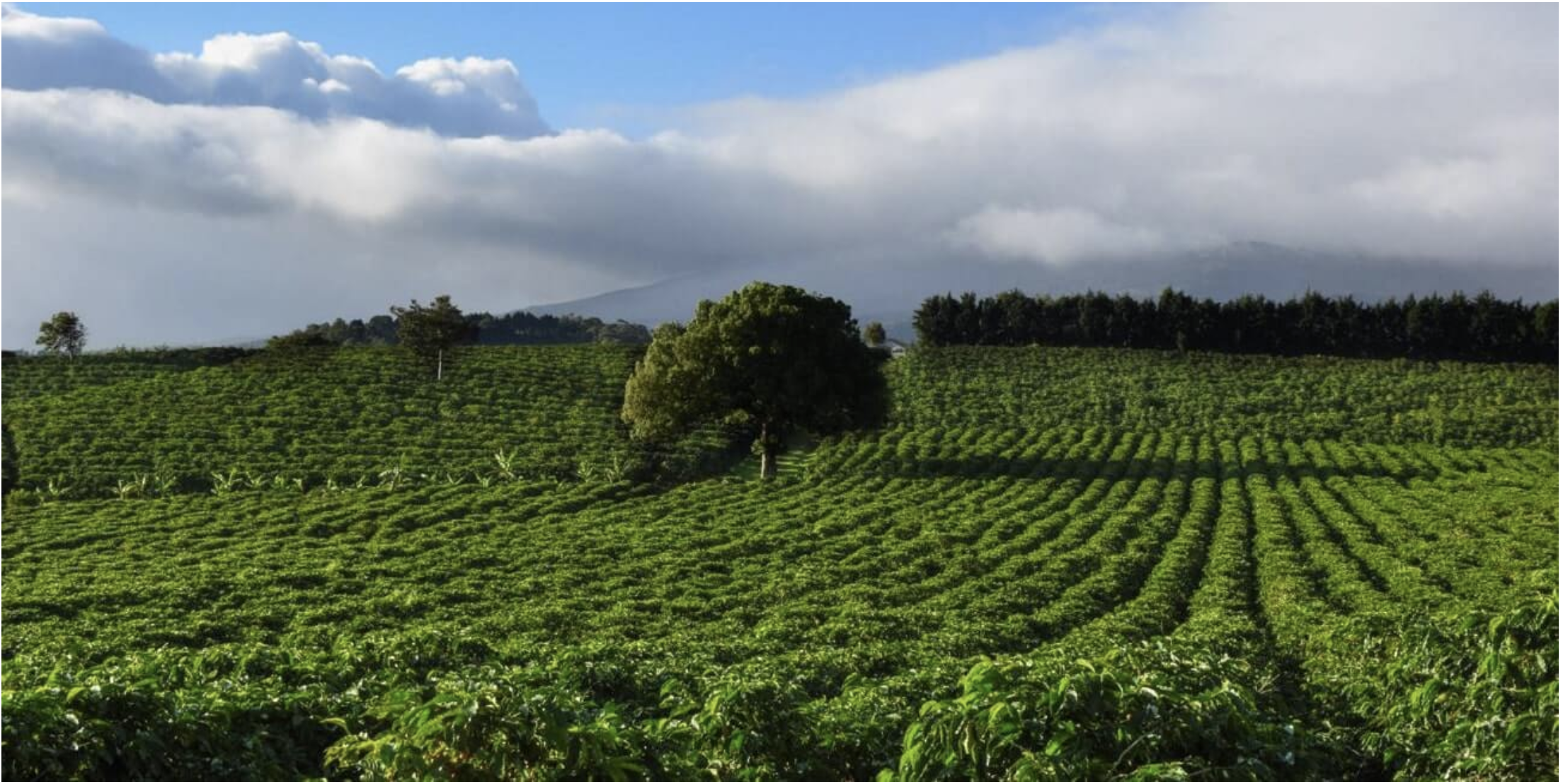 Sustainable Cultivation