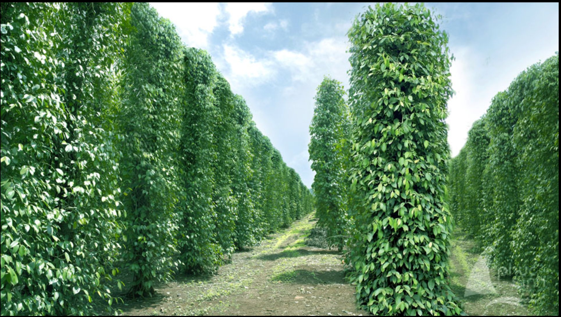 Sustainable Pepper Plantations