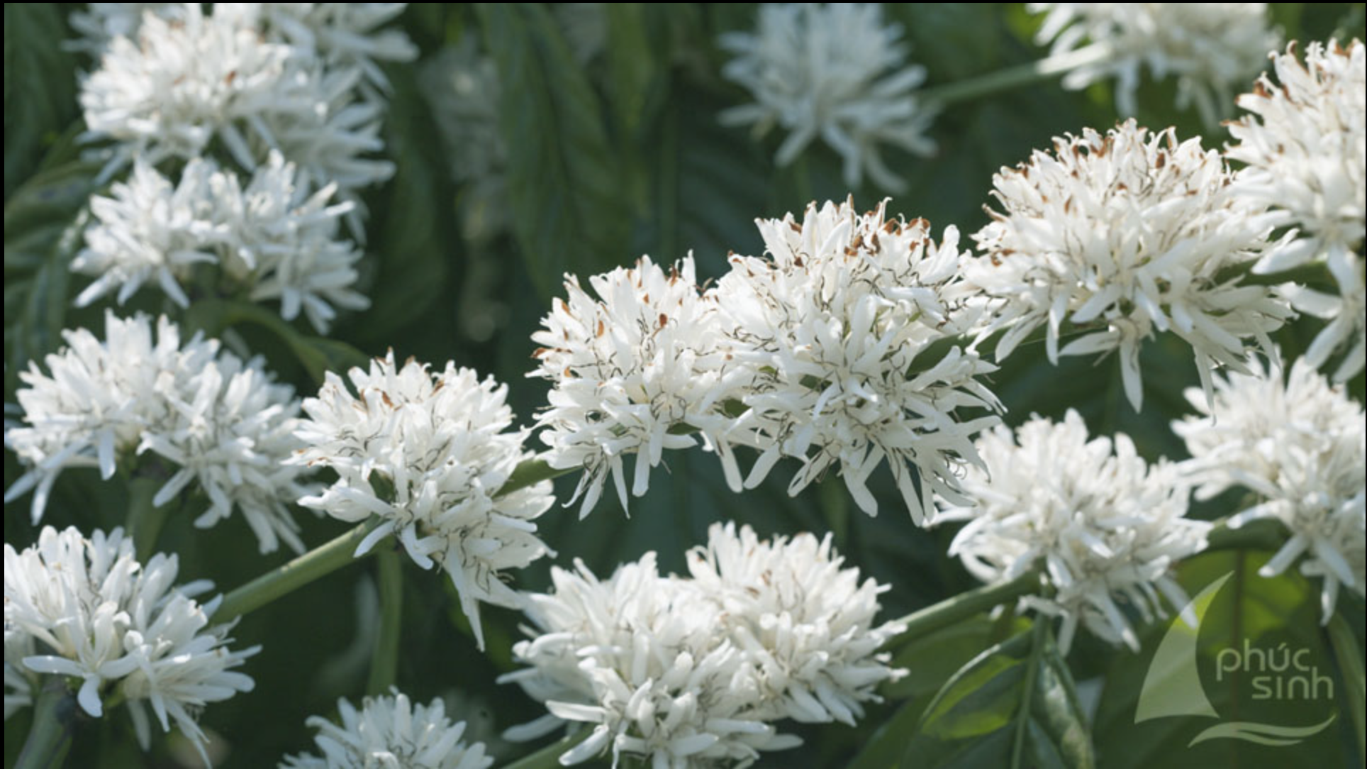 Healthy Coffee Blossoms
