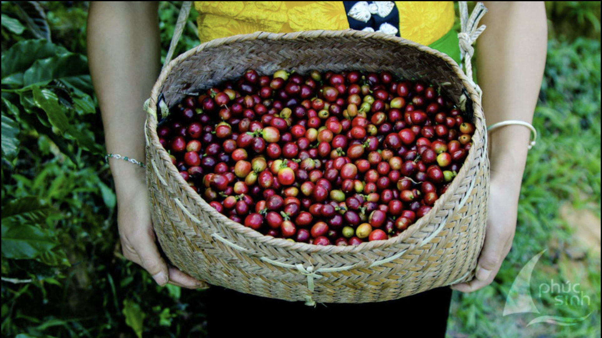 Carefully Selected Coffee Cherries