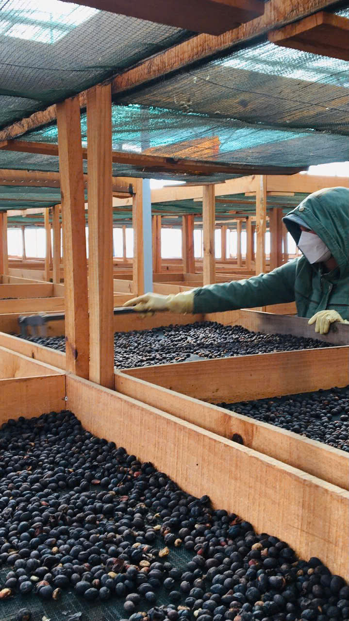 Green coffee processing