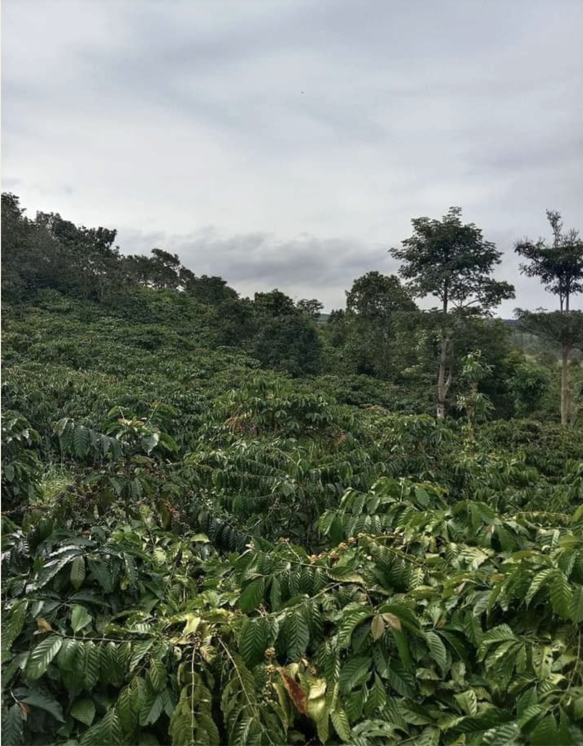 Coffee Plantation