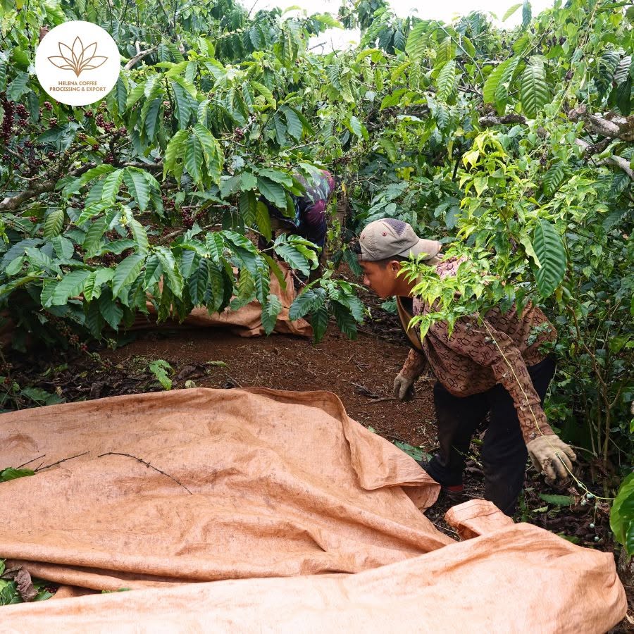 Responsible Coffee Sourcing