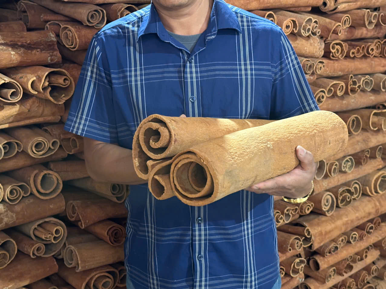 Cinnamon for good finished products at competitive prices
