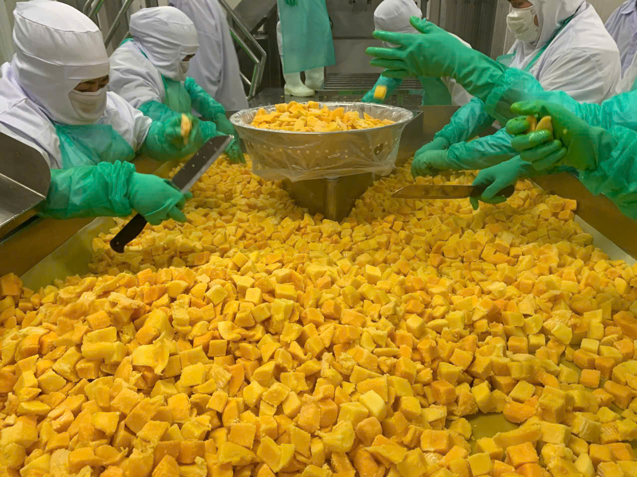 The wide range of mango-based finished products