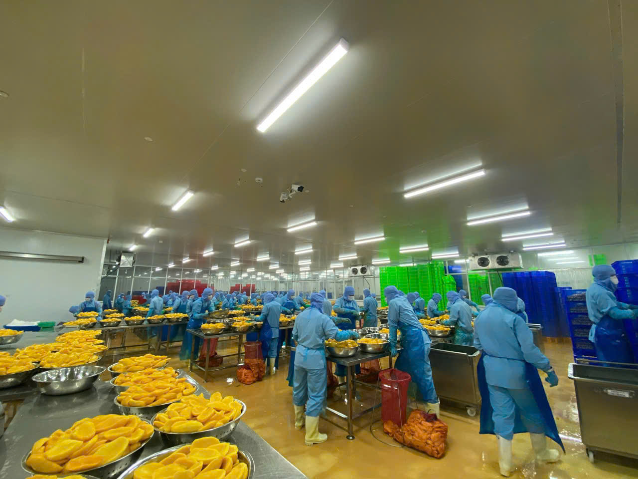 Meet export standards