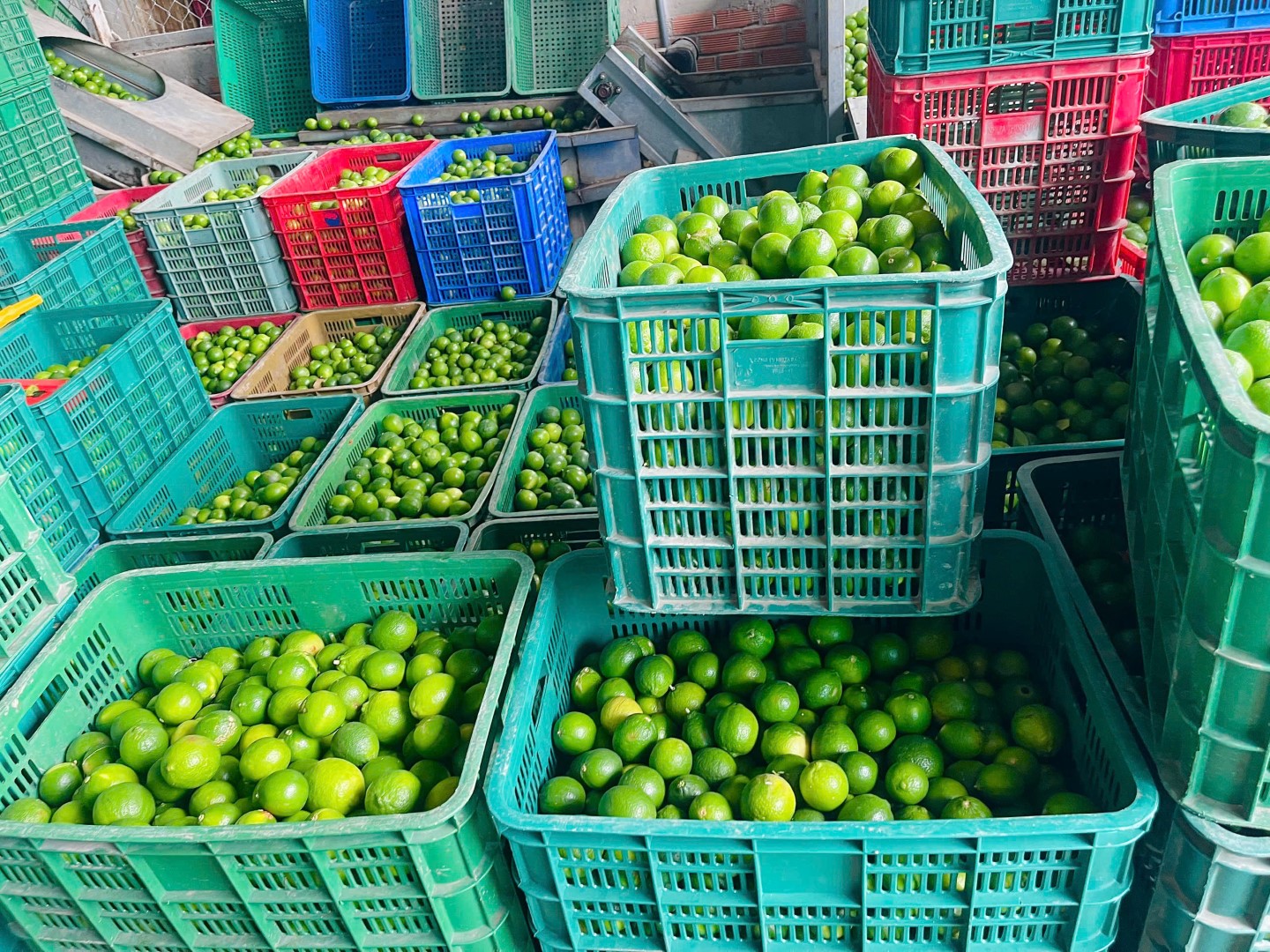 Harvesting and Collection