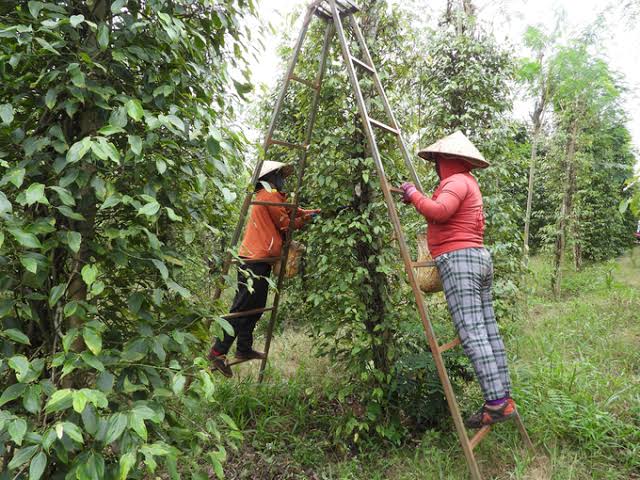Harvesting