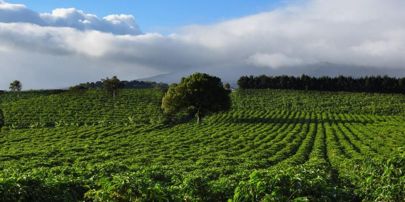 Cultivation areas subject to strict quality control