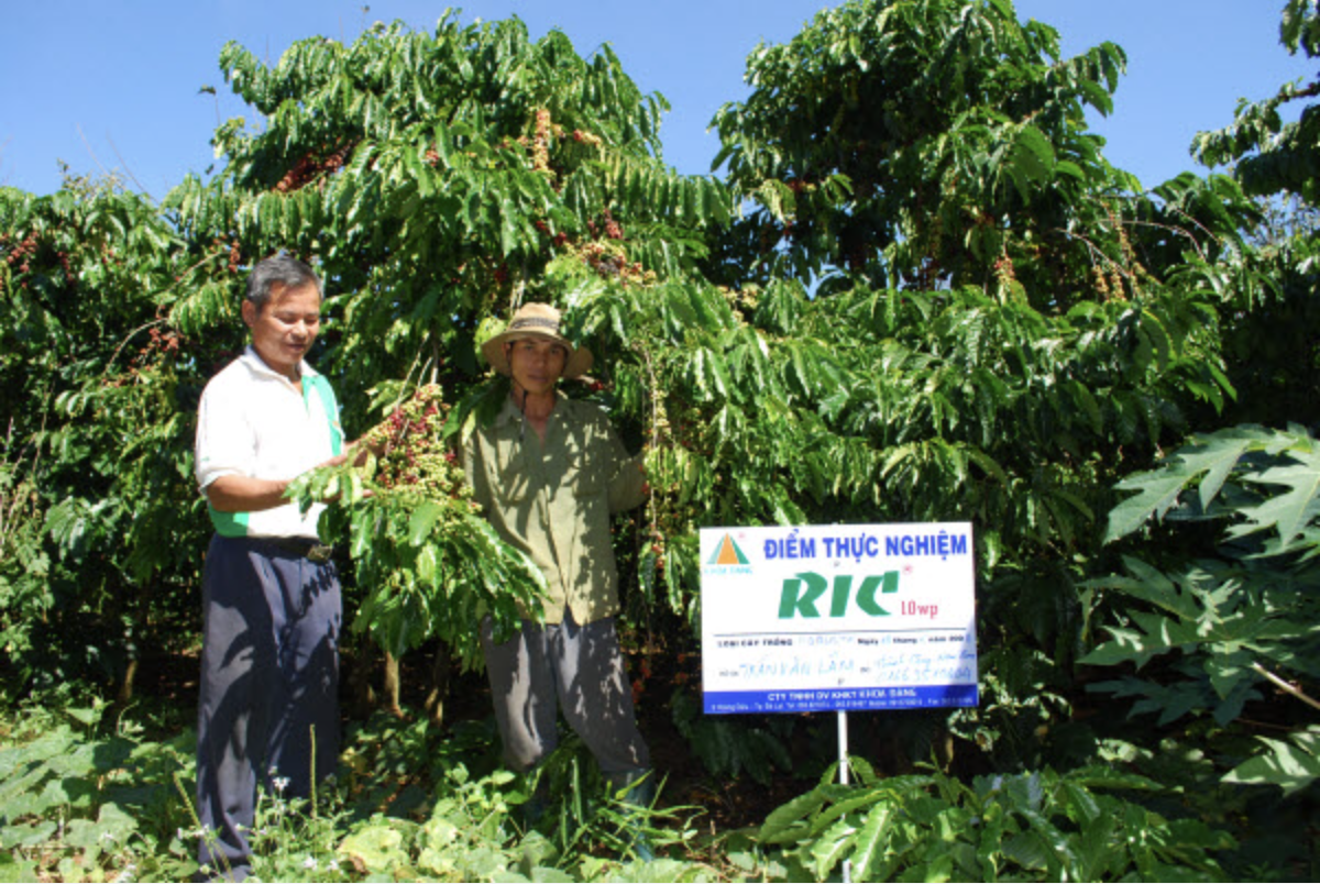 Khu vực trồng cà phê thử nghiệm
