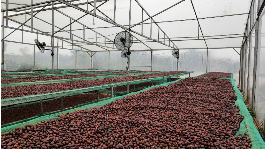 Làm sạch và phân loại cà phê cherry