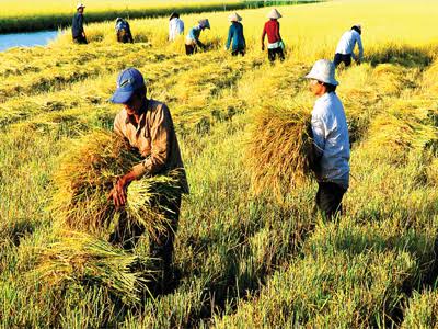 Raw Material Sourcing