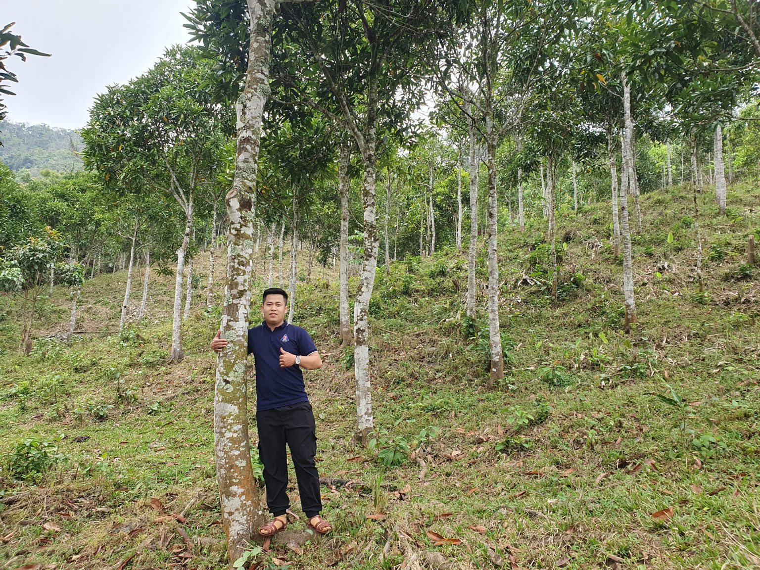 Our farm: Lam Dong Province, Da Nang City, Lao Cai Province