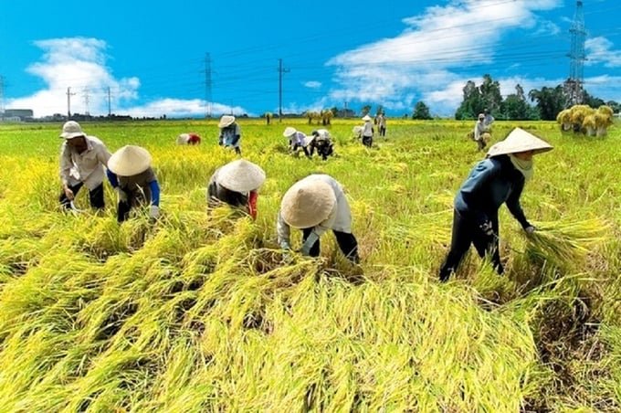 Harvesting and Paddy Receiving