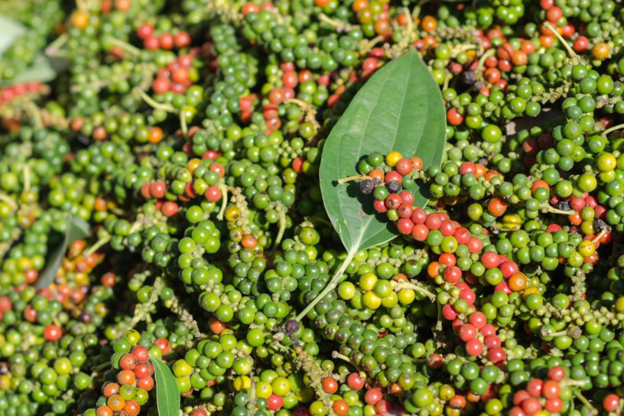 Raw Material Selection
