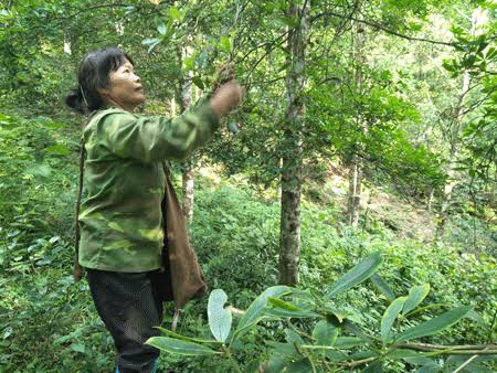 Thu mua nguyên liệu