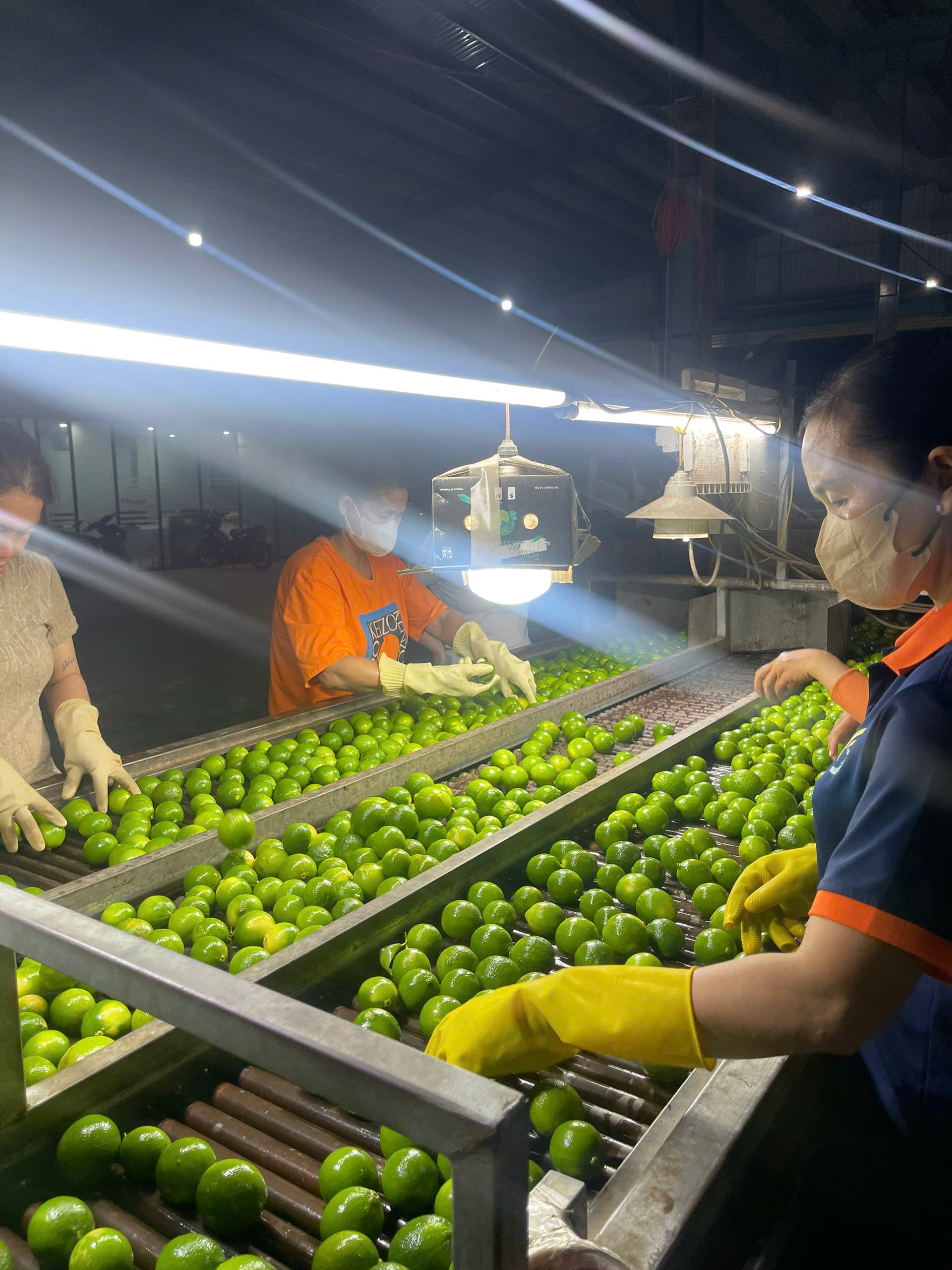 Lime Processing Process