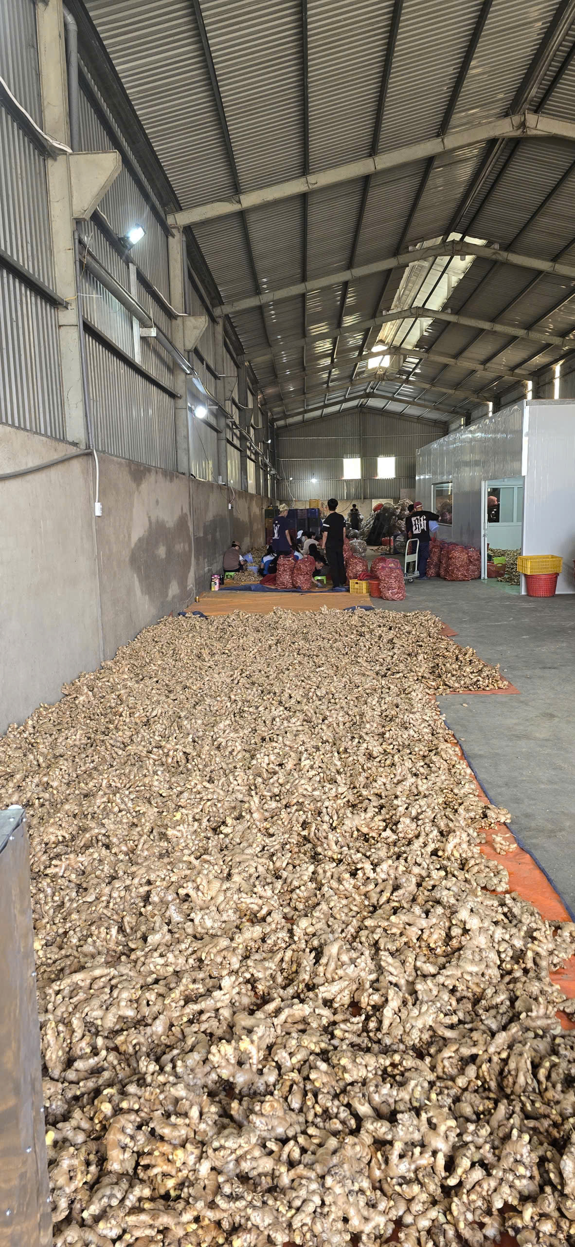 Ginger Processing Process
