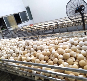 Coconut Processing Process