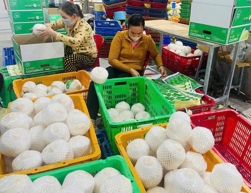 Coconut Processing Process