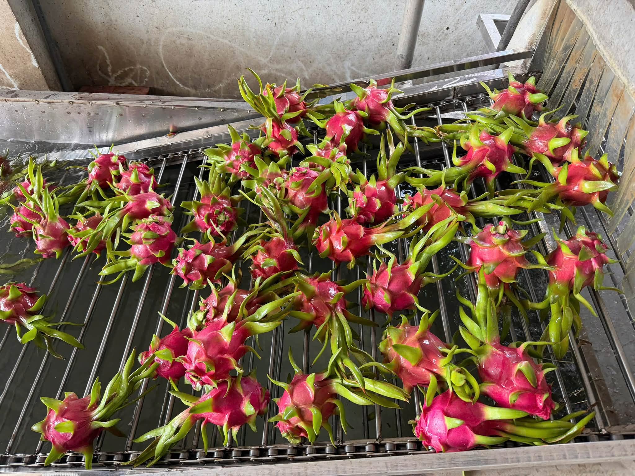 Dragon Fruit Processing Process