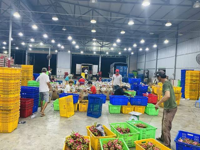 Dragon Fruit Processing Process