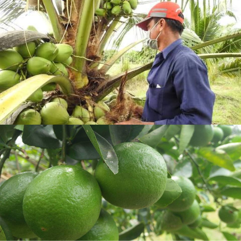 Farm and Supplier Selection