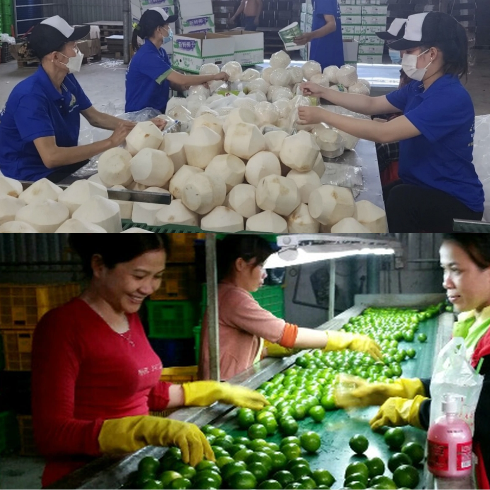 Cleaning, Processing and Packing